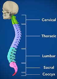 Cervical Spine Anatomy | TMI Sports Medicine and Orthopedic Surgery